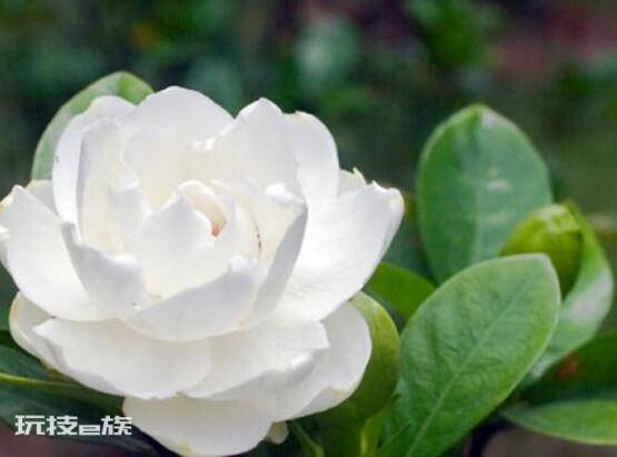 栀子花开的寓意和象征意义(栀子花开花代表的花语意思)-图片1
